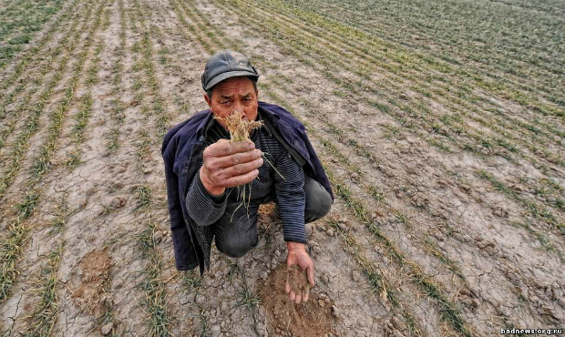 Фермери Херсонщини потерпають від збитків через спеку