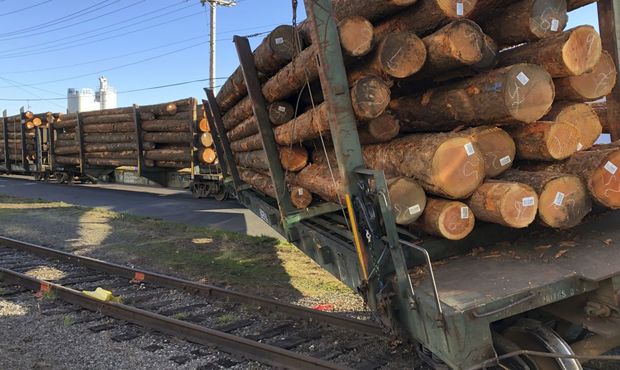 Польща пропускає в ЄС підсанкційну деревину з Білорусі за фальшивими документами