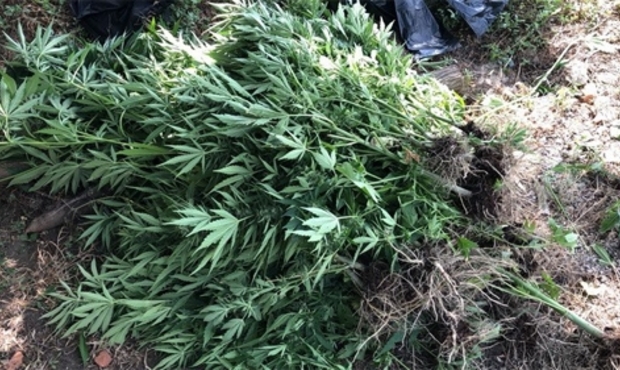 На Миколаївщині у фермера-банкрута знайшли плантацію марихуани