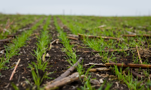 Дозвіл на придбання агрохолдингу "Мрія" дали британській компанії