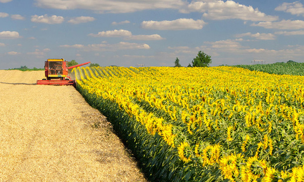 Один з держбанків продає елеватори та земельні ділянки агрофірми-банкрута