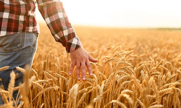 Рада зробила крок до створення Фонду часткового гарантування кредитів для фермерів