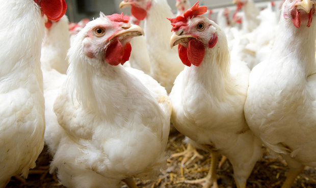 Суд почав нове банкрутство комплексу "Агромарс"