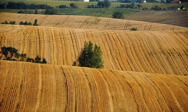 Суд змусив фермера-банкрута повернути 50 га землі на Хмельниччині