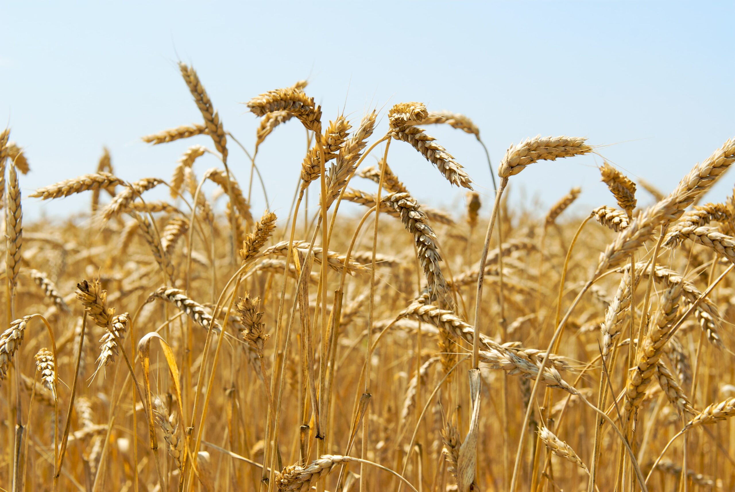 Пшеница зерно. Паттерн пшеница. Пшеница Ростовская область. Продовольствие урожай. Пшеничные страны