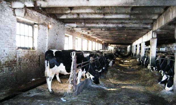 Сахновщинський молокозавод ліквідується через 1,5 млн грн несплачених податків