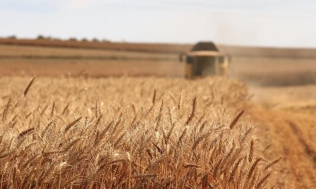 Цьогоріч Україна може зібрати на 40% врожаю менше, ніж торік