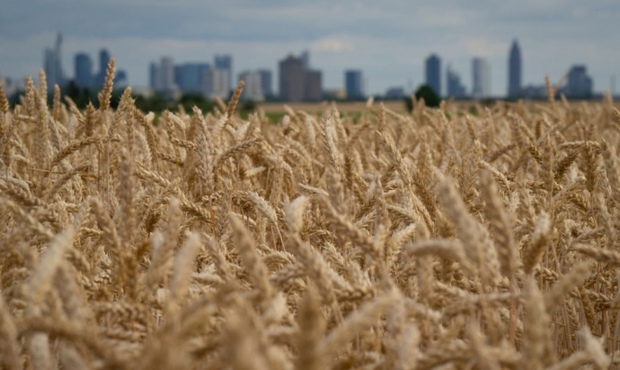 В розвідці розповіли деталі викрадення та продажу українського зерна на окупованих територіях