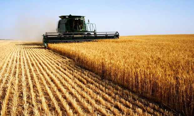 В Україні зібрали понад 17 мільйонів тонн ранніх зернових та зернобобових