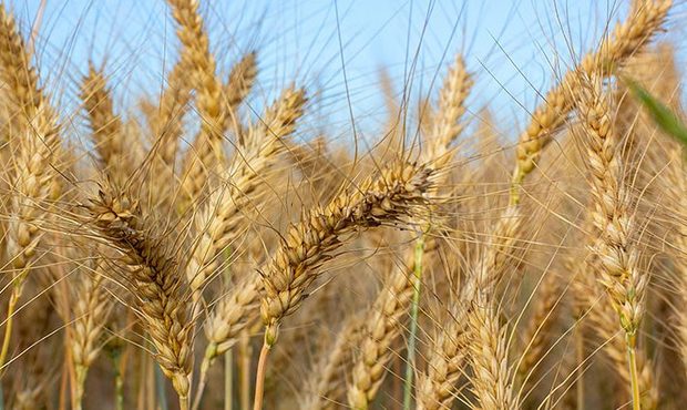 США виділять $68 млн на закупівлю української пшениці для країн Африки
