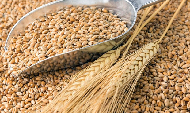 Експорт українського зерна через Польщу зріс на 50%