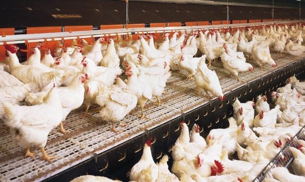 Окупанти зруйнували найбільшу птахофабрику в Україні: власник оцінює втрати у $330 мільйонів