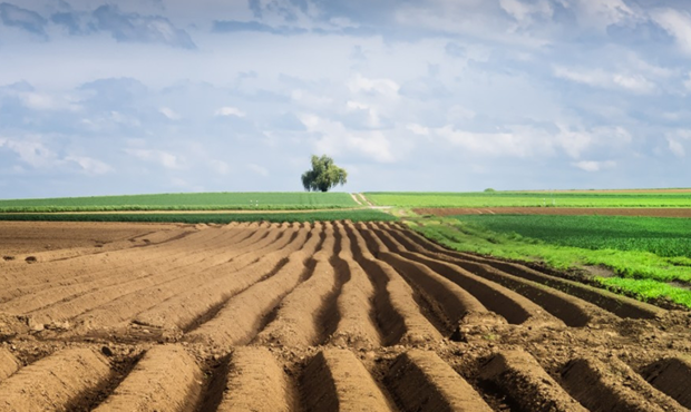 У Мінагрополітики розповіли, наскільки подорожчала сільськогосподарська земля