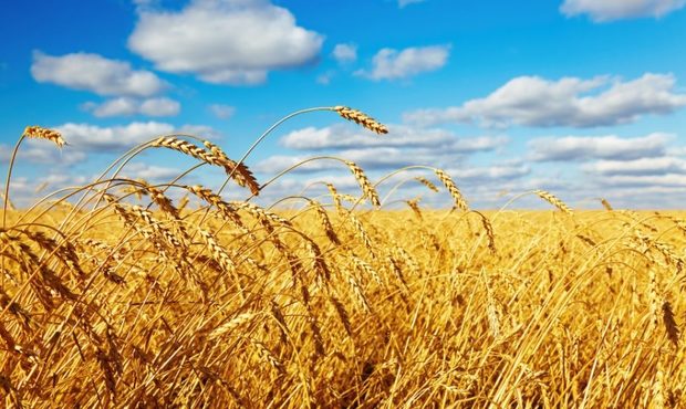Росіяни викрали з України близько 4 мільйонів тонн зерна