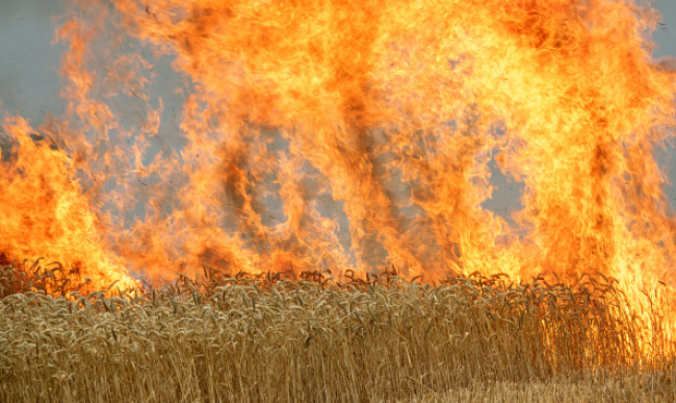 ВАР просить перенести на "після війни" наступний етап земельної реформи: аграріям не до реформ
