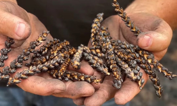 На Донеччині від початку війни окупанти зруйнували та пошкодили понад 300 сільгосппідприємств