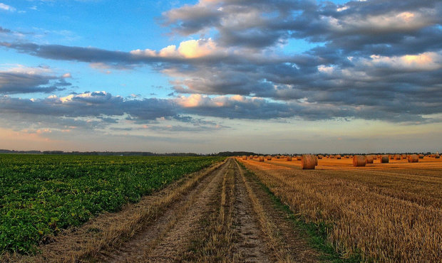 В Україні зафіксовано абсолютний рекорд за кількістю земельних торгів