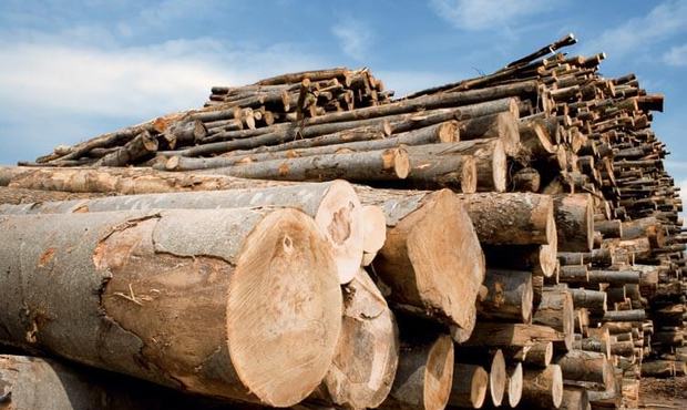 "Ліси України" виставили на аукціон мільйон кубів деревини: критична ситуація через блокаду кордону