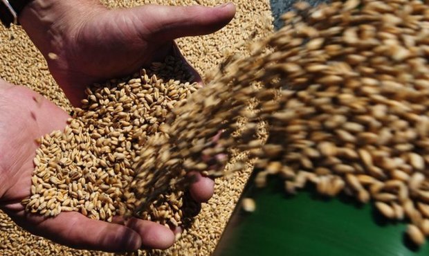 Європейська комісія запропонувала ввести тарифи на імпорт зерна з Росії та Білорусі