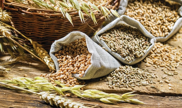 Близько 40% врожаю зернових уникає оподаткування, Україна втрачає мільярди