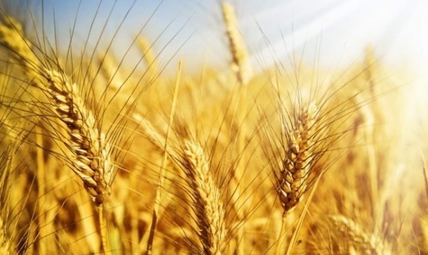 Експерти прогнозують падіння російського врожаю пшениці на 10%