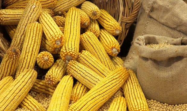 Аргентина вперше за 15 років поставлятиме кукурудзу до Китаю