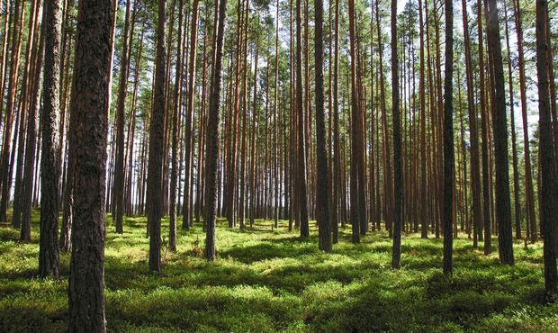 Реформа лісівництва не вирішила всі корупційні ризики