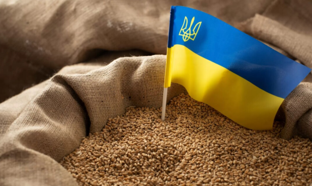 Україна збільшила експорт зерна на 13,5%: які культури постачають найбільше