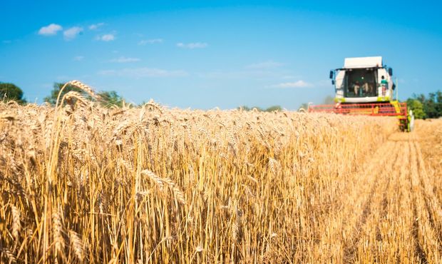 ООН прогнозує зниження врожаю пшениці в Україні у 2025 році