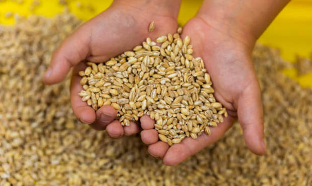 Експорт українського зерна менше минулорічного показника
