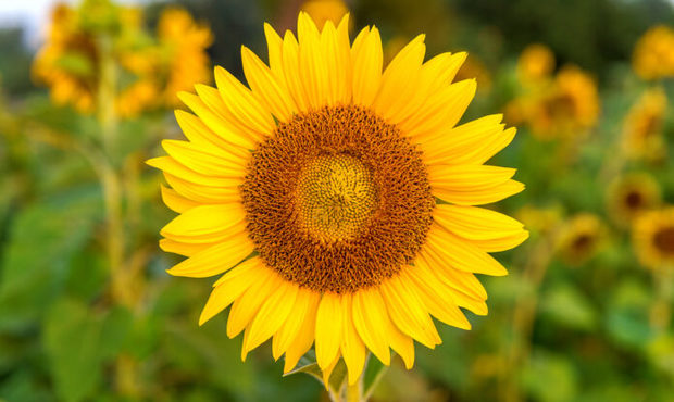 Переробка соняшнику в Україні в червні скоротилася: які причини