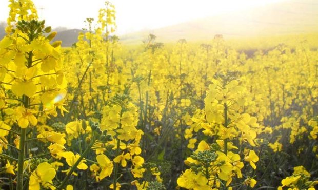 Рада запровадила експортні мита на сою та ріпак