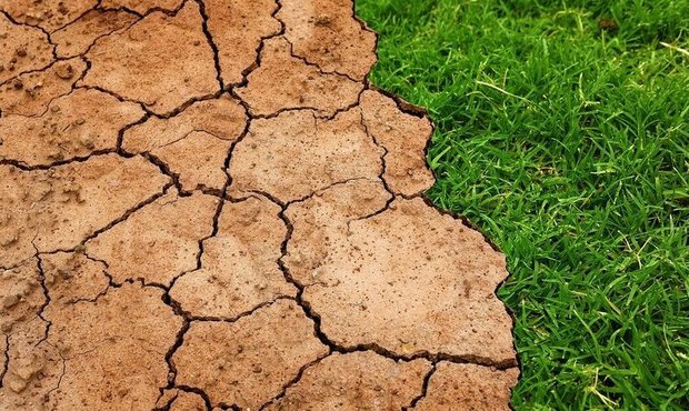 Влада розповіла, чим зможе допомогти постраждалим від посухи аграріям