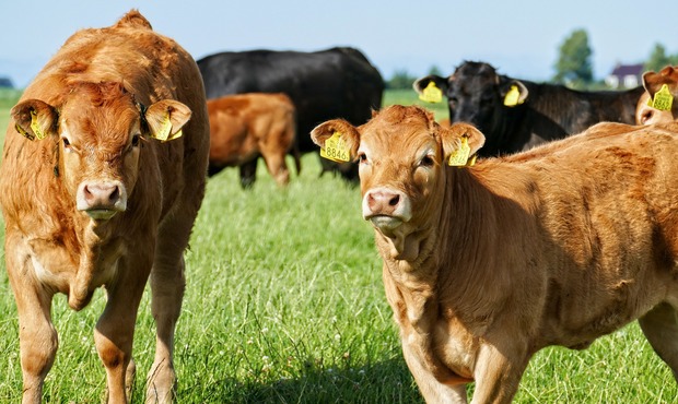 Україна за півріччя збільшила доходи від експорту худоби