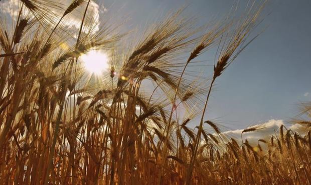 Експорт українського зерна: старт гірший, ніж минулого сезону