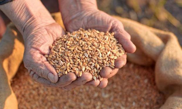 Росія "годує" краденим в України зерном аж 70 країн світу