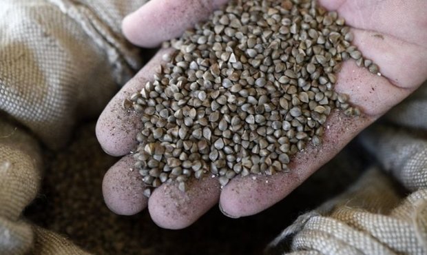 Урожай гречки в Росії рухнув до мінімуму за шість років