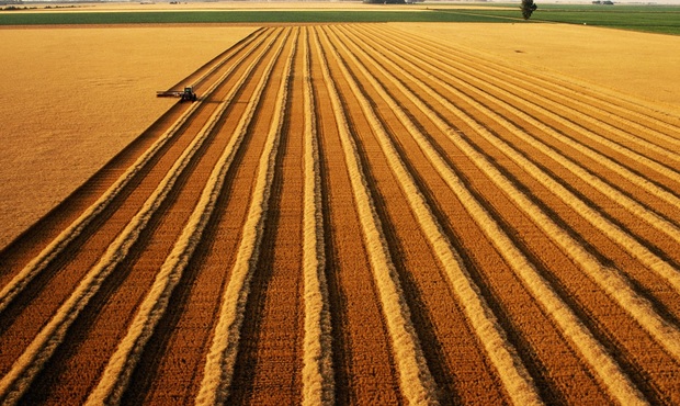 Україна зменшила виробництво агропродукції: які причини