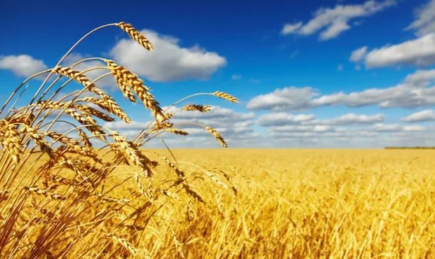 УКАБ прогнозує зменшення врожаю майже всіх основних зернових та олійних культур