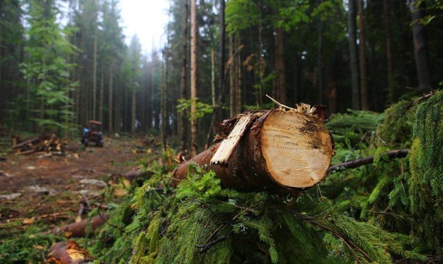 На Волині судитимуть "лісову мафію"