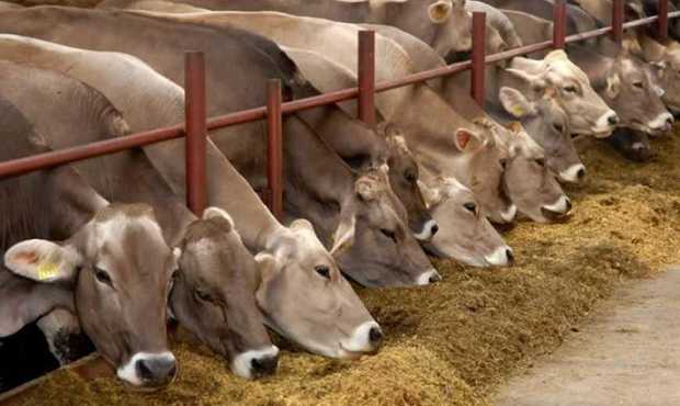 Аграріям до кінця року компенсують витрати за будівництво або реконструкцію ферм