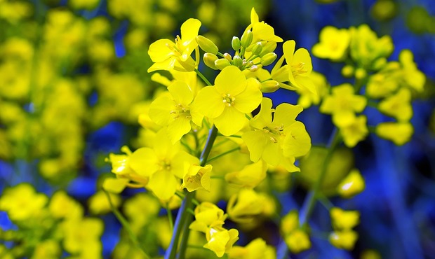 Президент підписав закон, який запроваджує експортне мито на сою та ріпак