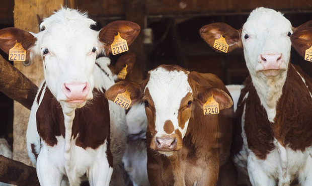 Україна на понад 72% збільшила експорт живої великої рогатої худоби