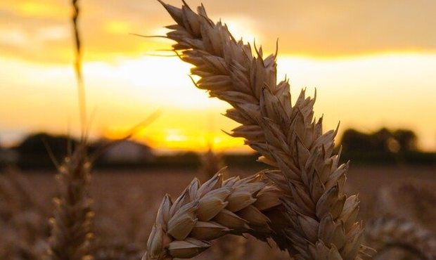 Врожайність на Херсонщині впала вдвічі