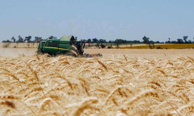 Урожайність пізніх культур в Україні суттєво менше минулорічної