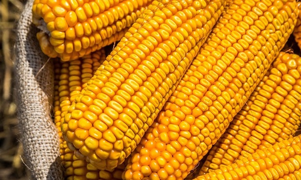 Експорт кукурудзи з України у вересні практично зупинився