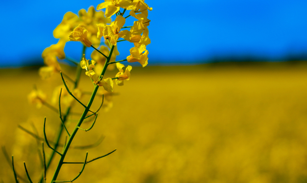 Український бізнес закликає скасувати експортне мито на сою та ріпак