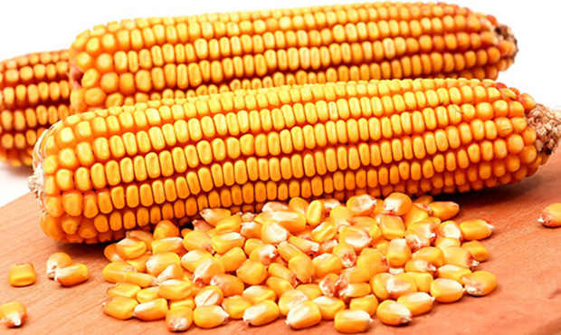 Туреччина значно збільшила імпорт української кукурудзи