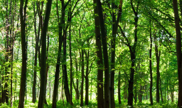 Лісовий бізнес в Україні: в яких регіонах лісообробних господарств найбільше