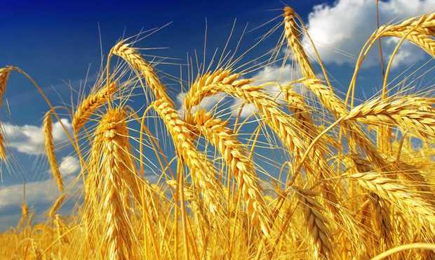 Український експорт пшениці "просів" майже на третину